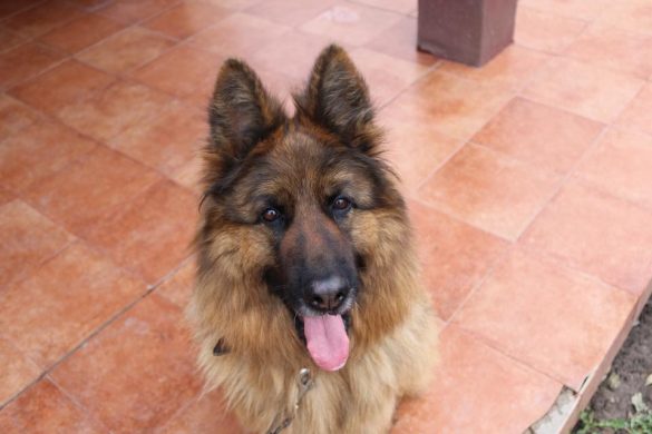 lexie, cățelul minune