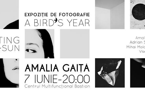 a birds year amalia gaita